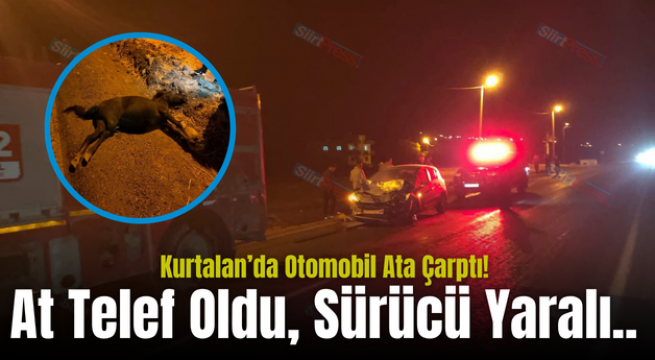 Kurtalan’da Otomobil Ata Çarptı! At Telef Oldu, Sürücü Yaralı..