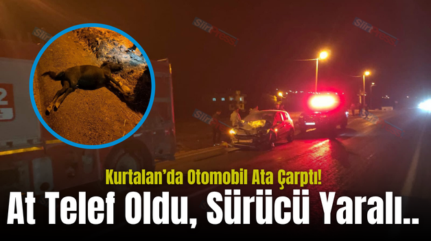Kurtalan’da Otomobil Ata Çarptı! At Telef Oldu, Sürücü Yaralı..
