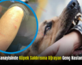 Siirt Oto Sanayisinde Köpek Saldırısına Uğrayan Genç Hastanelik Oldu