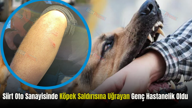 Siirt Oto Sanayisinde Köpek Saldırısına Uğrayan Genç Hastanelik Oldu