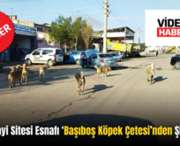 Siirt Sanayi Sitesi Esnafı ‘Başıboş Köpek Çetesi’nden Şikayetçi!..