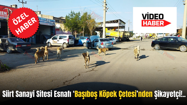 Siirt Sanayi Sitesi Esnafı ‘Başıboş Köpek Çetesi’nden Şikayetçi!..