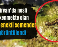 Şirvan’da Nesli Tükenmekte Olan Sarı Benekli Semender Görüntülendi