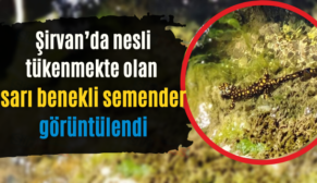 Şirvan’da Nesli Tükenmekte Olan Sarı Benekli Semender Görüntülendi