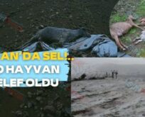 Şirvan’da sel!.. 30 hayvan telef oldu