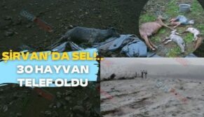 Şirvan’da sel!.. 30 hayvan telef oldu