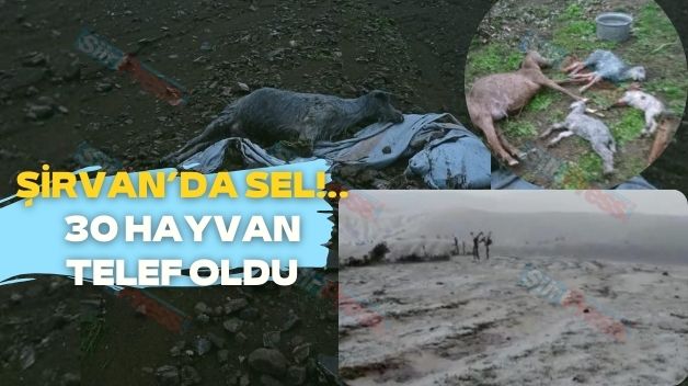 Şirvan’da sel!.. 30 hayvan telef oldu