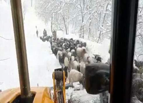 KARDA MAHSUR KALAN KOYUN SÜRÜSÜ VE ÇOBANIN İMDADINA YETİŞTİLER