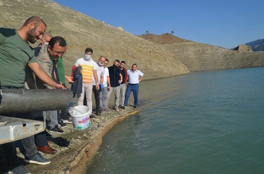 Siirt’te baraj ve göletlere 1 milyon 485 bin pullu sazan