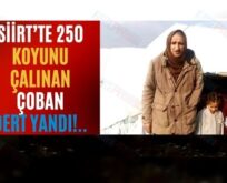 Siirt’te 250 Koyunu Çalınan Çoban, Dert Yandı!..