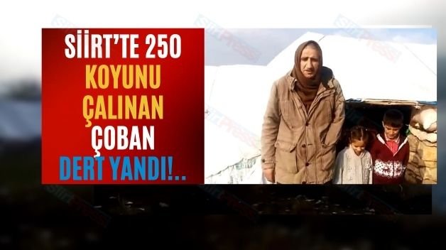 Siirt’te 250 Koyunu Çalınan Çoban, Dert Yandı!..