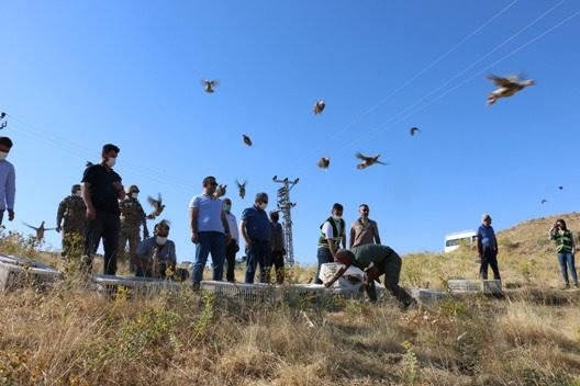 Gaziantep kınalı keklik üretme istasyonundan getirilen 750 kınalı keklik Siirt’in