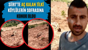 Siirt’te Aç Kalan Tilki Köylülerin Sofrasına Konuk Oldu