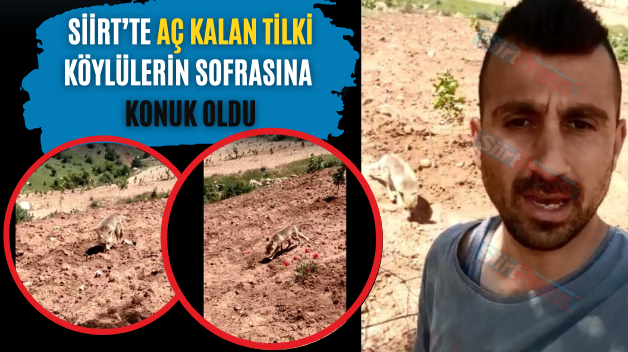 Siirt’te Aç Kalan Tilki Köylülerin Sofrasına Konuk Oldu