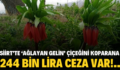 SİİRT’TE ‘AĞLAYAN GELİN’ ÇİÇEĞİNİ KOPARANA 244 BİN LİRA CEZA VAR!..