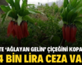 SİİRT’TE ‘AĞLAYAN GELİN’ ÇİÇEĞİNİ KOPARANA 244 BİN LİRA CEZA VAR!..