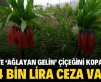 SİİRT’TE ‘AĞLAYAN GELİN’ ÇİÇEĞİNİ KOPARANA 244 BİN LİRA CEZA VAR!..