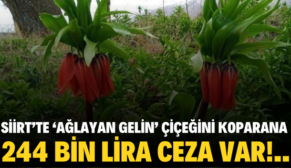 SİİRT’TE ‘AĞLAYAN GELİN’ ÇİÇEĞİNİ KOPARANA 244 BİN LİRA CEZA VAR!..