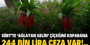 SİİRT’TE ‘AĞLAYAN GELİN’ ÇİÇEĞİNİ KOPARANA 244 BİN LİRA CEZA VAR!..