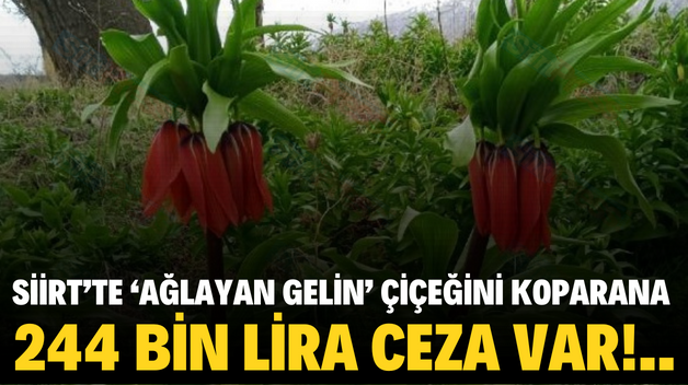 SİİRT’TE ‘AĞLAYAN GELİN’ ÇİÇEĞİNİ KOPARANA 244 BİN LİRA CEZA VAR!..