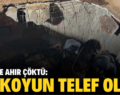 SİİRT’TE AHIR ÇÖKTÜ: 12 KOYUN TELEF OLDU