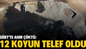 SİİRT’TE AHIR ÇÖKTÜ: 12 KOYUN TELEF OLDU