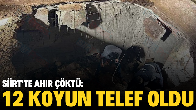 SİİRT’TE AHIR ÇÖKTÜ: 12 KOYUN TELEF OLDU