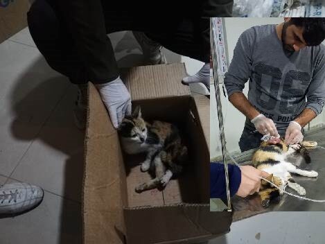 Siirt kent merkezinde aracın çarpması sonucu yaralanan kedi için belediye