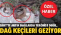 SİİRT’TE ARTIK DAĞLARDA TERÖRİST DEĞİL, DAĞ KEÇİLERİ GEZİYOR