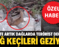 SİİRT’TE ARTIK DAĞLARDA TERÖRİST DEĞİL, DAĞ KEÇİLERİ GEZİYOR