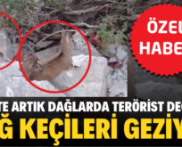 SİİRT’TE ARTIK DAĞLARDA TERÖRİST DEĞİL, DAĞ KEÇİLERİ GEZİYOR