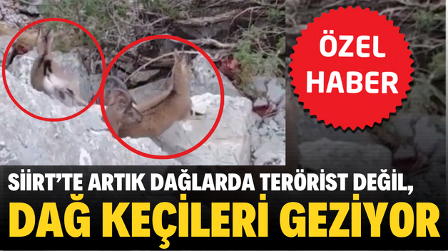 SİİRT’TE ARTIK DAĞLARDA TERÖRİST DEĞİL, DAĞ KEÇİLERİ GEZİYOR