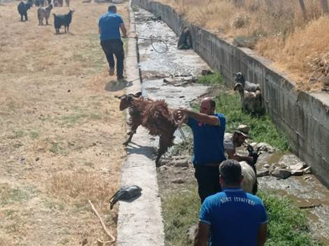 ATIK SU KANALINA ATLAYAN KEÇİLERİ İTFAİYE KURTARDI