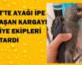 SİİRT’TE AYAĞI İPE DOLAŞAN KARGAYI İTFAİYE EKİPLERİ KURTARDI