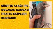 SİİRT’TE AYAĞI İPE DOLAŞAN KARGAYI İTFAİYE EKİPLERİ KURTARDI