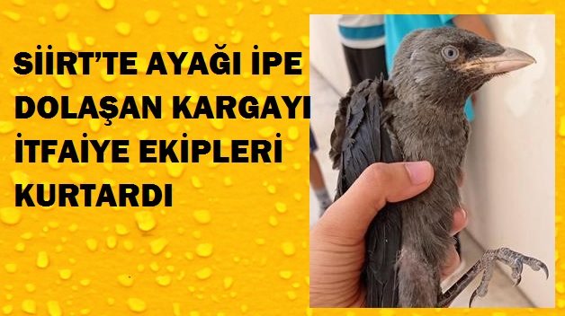 SİİRT’TE AYAĞI İPE DOLAŞAN KARGAYI İTFAİYE EKİPLERİ KURTARDI