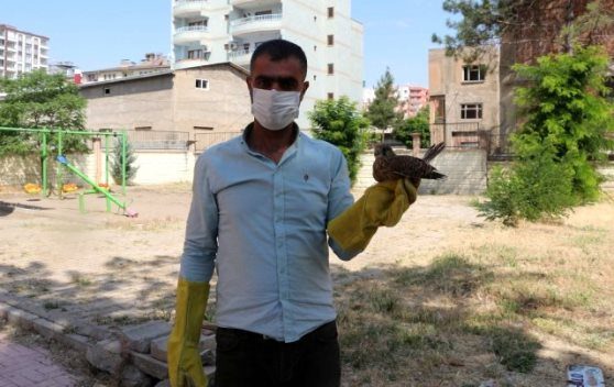 Siirt kırsalında ayağı kırık bir şekilde vatandaşlar tarafından bulunan yavru