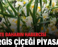 SİİRT’TE BAHARIN HABERCİSİ NERGİS ÇİÇEĞİ PİYASADA