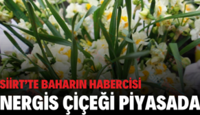 SİİRT’TE BAHARIN HABERCİSİ NERGİS ÇİÇEĞİ PİYASADA