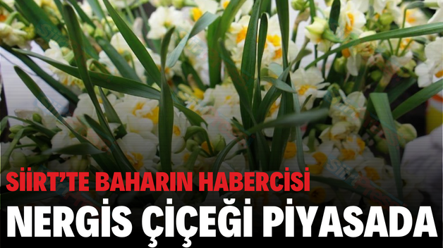 SİİRT’TE BAHARIN HABERCİSİ NERGİS ÇİÇEĞİ PİYASADA