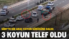 SİİRT’TE BİR ARAÇ KOYUN SÜRÜSÜNE DALDI: 3 KOYUN TELEF OLDU