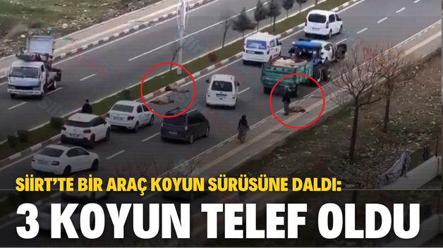 SİİRT’TE BİR ARAÇ KOYUN SÜRÜSÜNE DALDI: 3 KOYUN TELEF OLDU