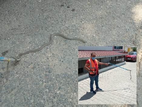 Siirt’te bir okulun bahçesindeki depoya giren yılan, Belediye Veteriner Müdürlüğü