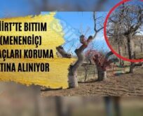 Siirt’te Bıttım (Menengiç) Ağaçları Koruma Altına Alınıyor