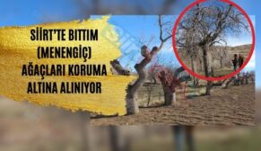 Siirt’te Bıttım (Menengiç) Ağaçları Koruma Altına Alınıyor