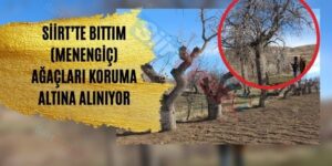 Siirt’te Bıttım (Menengiç) Ağaçları Koruma Altına Alınıyor