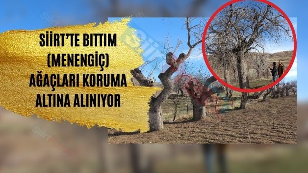 Siirt’te Bıttım (Menengiç) Ağaçları Koruma Altına Alınıyor