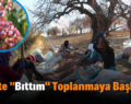 Siirt’te Bıttım Toplanmaya Başlandı