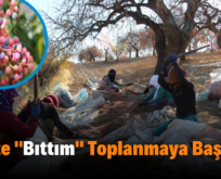 Siirt’te Bıttım Toplanmaya Başlandı