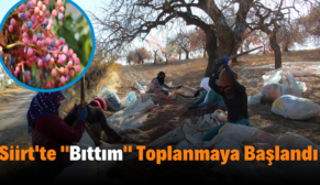 Siirt’te Bıttım Toplanmaya Başlandı